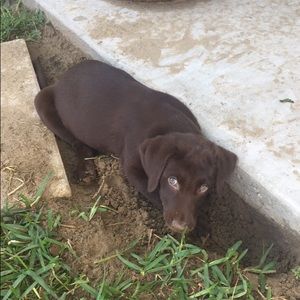 Meet your Posher, Alex